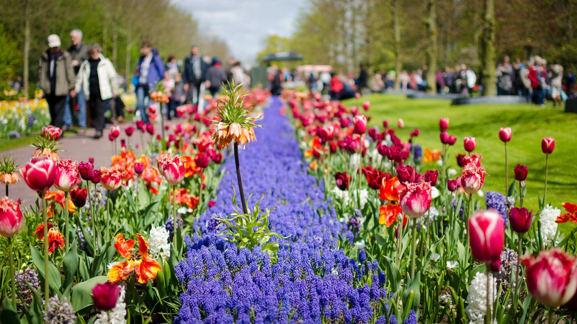 Amsterdam e l’Olanda: tour organizzato tra mulini a vento e tulipani - Parco Keukenhof